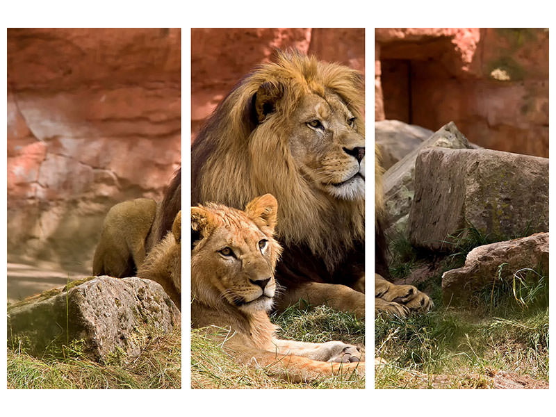 3-piece-canvas-print-a-lion-couple