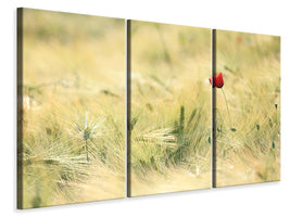 3-piece-canvas-print-a-poppy