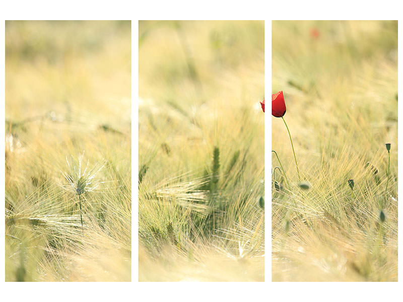 3-piece-canvas-print-a-poppy