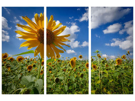 3-piece-canvas-print-a-sunflower-among-many