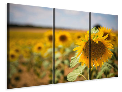 3-piece-canvas-print-a-sunflower-in-the-field