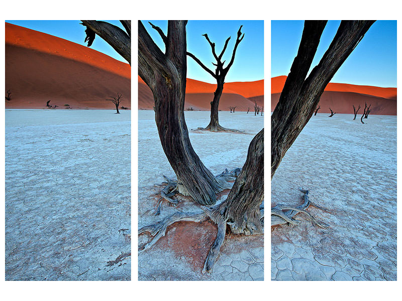 3-piece-canvas-print-ancient-trees-in-the-vlei