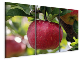 3-piece-canvas-print-apple-in-xxl