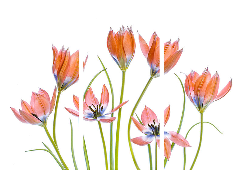 3-piece-canvas-print-apricot-tulips