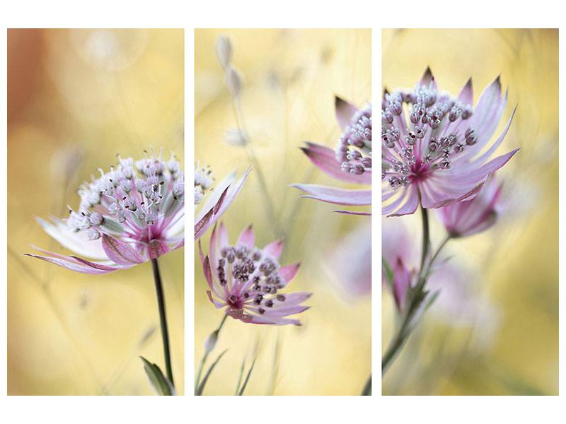 3-piece-canvas-print-astrantia-major