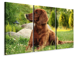 3-piece-canvas-print-attentive-irish-setter