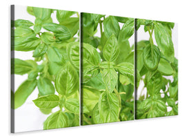 3-piece-canvas-print-basil-in-xxl