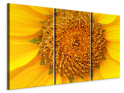 3-piece-canvas-print-beautiful-buds-of-the-sunflower