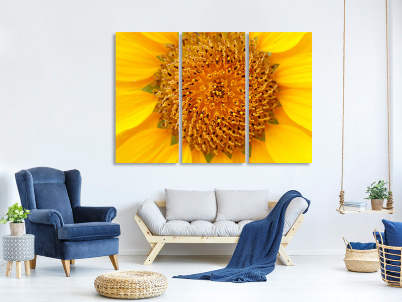 3-piece-canvas-print-beautiful-buds-of-the-sunflower