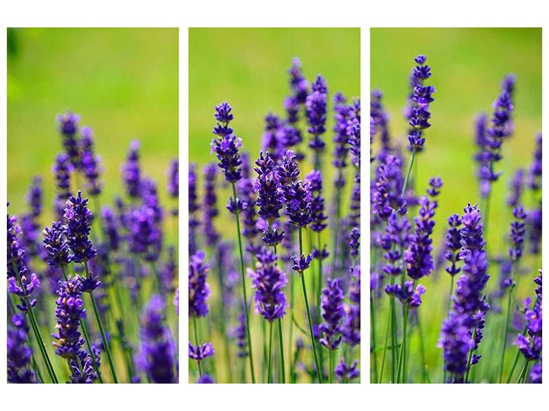 3-piece-canvas-print-beautiful-lavender