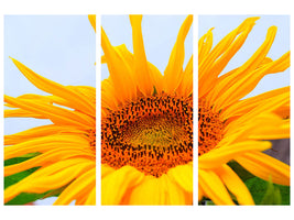3-piece-canvas-print-big-sunflower
