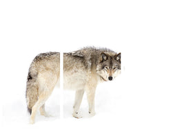 3-piece-canvas-print-canadian-timber-wolf-walking-through-the-snow