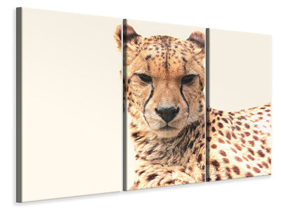 3-piece-canvas-print-cheetah-in-the-sun