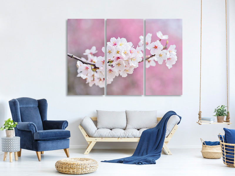 3-piece-canvas-print-cherry-blossoms-xxl