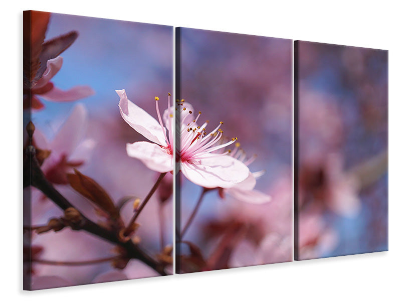 3-piece-canvas-print-close-up-cherry-blossom