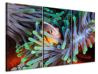 3-piece-canvas-print-clownfish