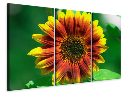 3-piece-canvas-print-colorful-sunflower