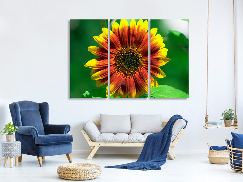 3-piece-canvas-print-colorful-sunflower