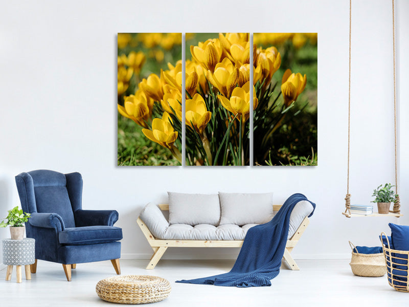 3-piece-canvas-print-crocuses-in-spring