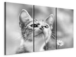 3-piece-canvas-print-curious