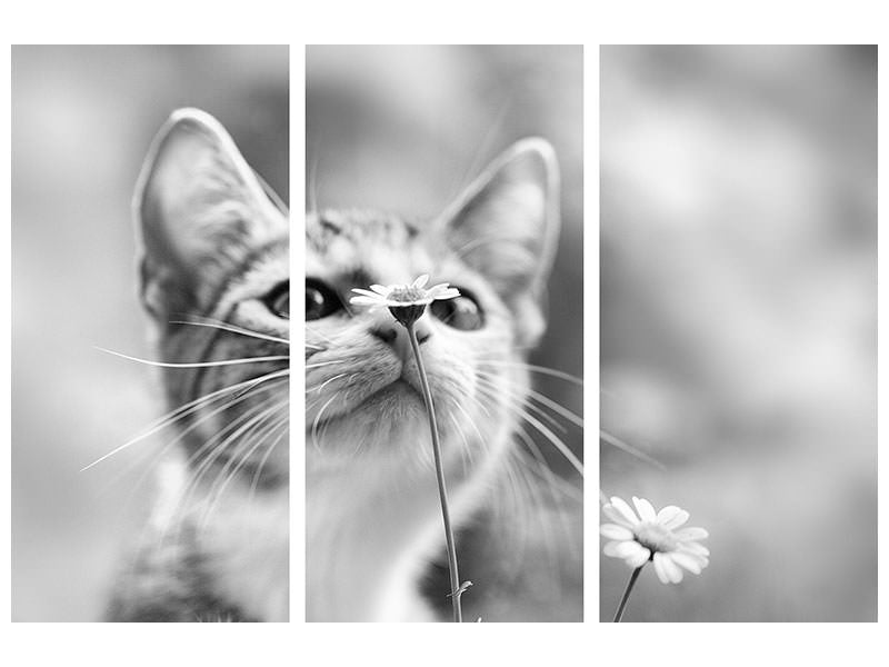 3-piece-canvas-print-curious