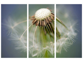 3-piece-canvas-print-dandelion-close-up