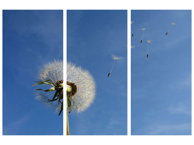 3-piece-canvas-print-dandelion-i-wish-for-something