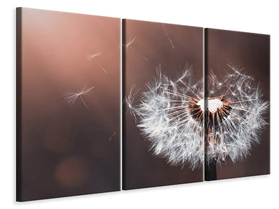 3-piece-canvas-print-dandelion-in-the-evening-light