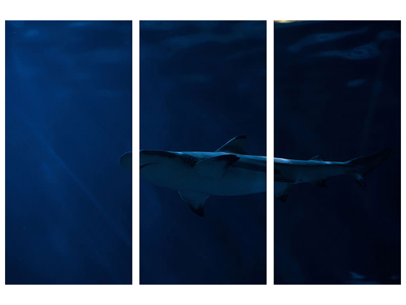 3-piece-canvas-print-dangerous-shark