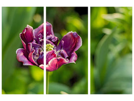 3-piece-canvas-print-dark-tulip-in-nature
