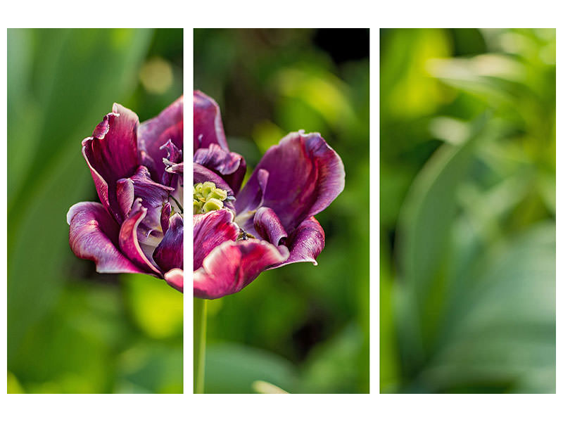 3-piece-canvas-print-dark-tulip-in-nature