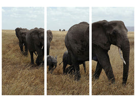 3-piece-canvas-print-elephant-family