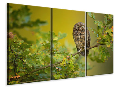 3-piece-canvas-print-eurasian-scops-owl