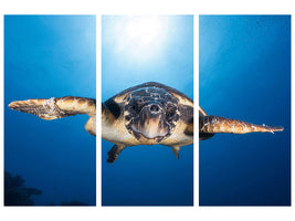 3-piece-canvas-print-face-to-face-with-a-hawksbill-sea-turtle