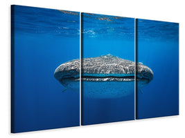 3-piece-canvas-print-face-to-face-with-a-whale-shark