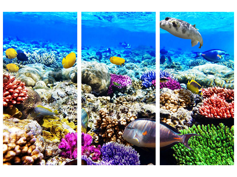 3-piece-canvas-print-fish-aquarium