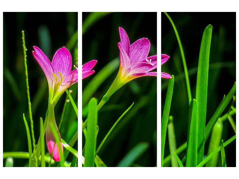 3-piece-canvas-print-flowers-in-nature