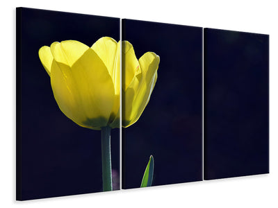 3-piece-canvas-print-glowing-tulip