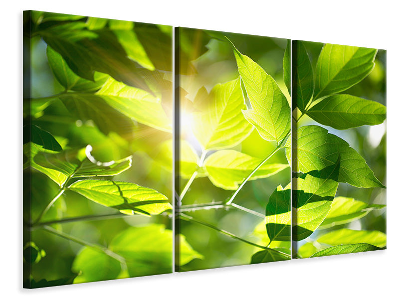 3-piece-canvas-print-go-green