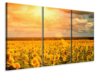 3-piece-canvas-print-golden-light-sunflower