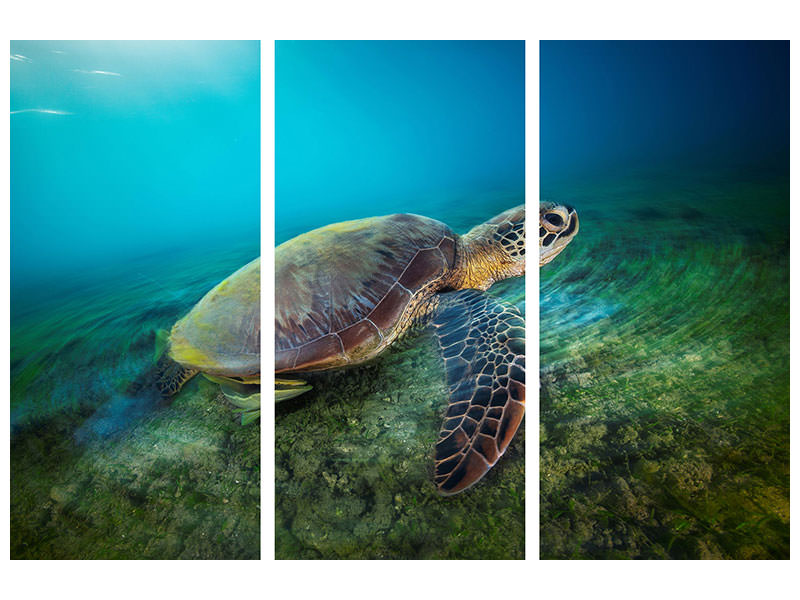 3-piece-canvas-print-green-turtle