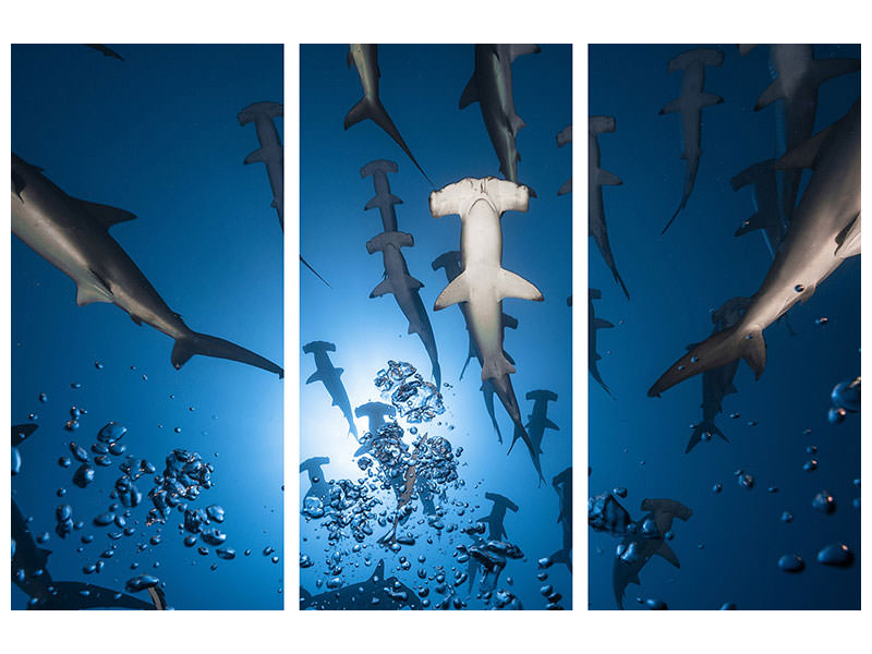 3-piece-canvas-print-hammerhead-shark