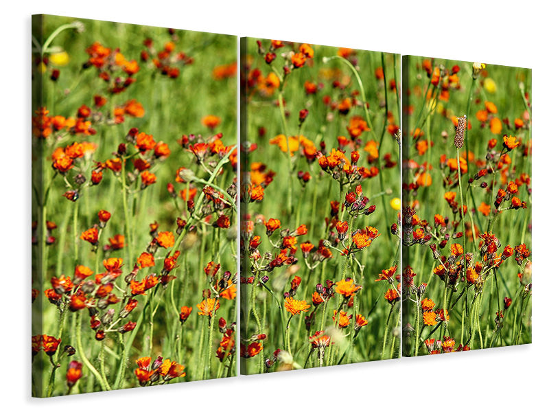 3-piece-canvas-print-hawkweeds