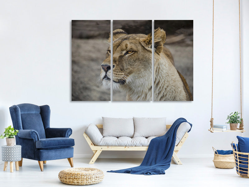 3-piece-canvas-print-head-of-a-lioness