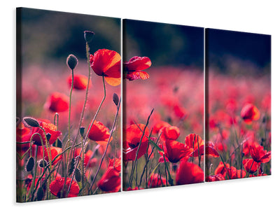 3-piece-canvas-print-in-the-poppy-field