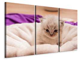 3-piece-canvas-print-kitten-to-fall-in-love