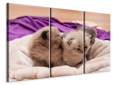 3-piece-canvas-print-kitten-trio-to-fall-in-love