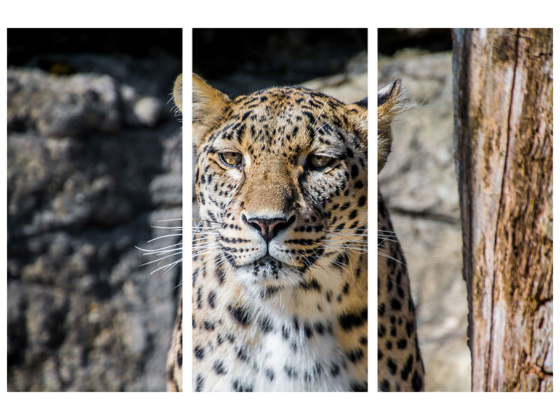 3-piece-canvas-print-leopard-in-wait