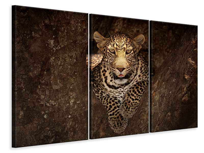 3-piece-canvas-print-leopard-resting-on-a-tree-at-masai-mara