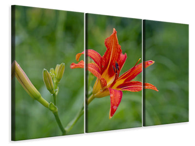 3-piece-canvas-print-lily-blossom-in-the-nature